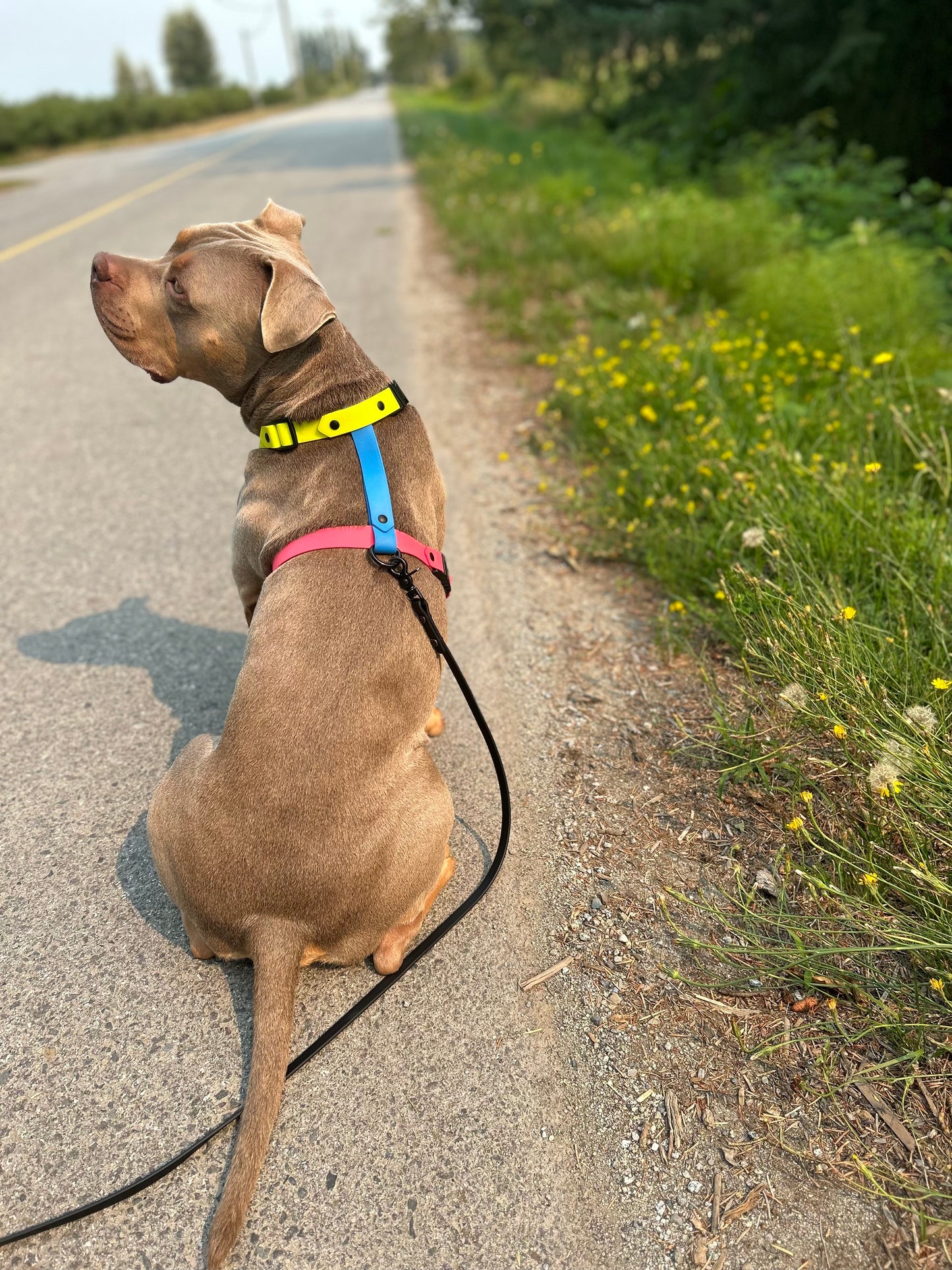 The 90’s Neon Harness