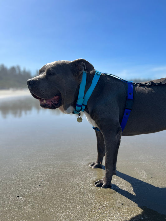 The Ocean Harness