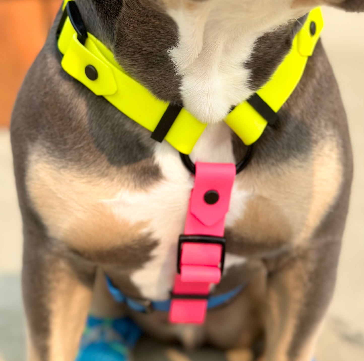 The 90’s Neon Harness