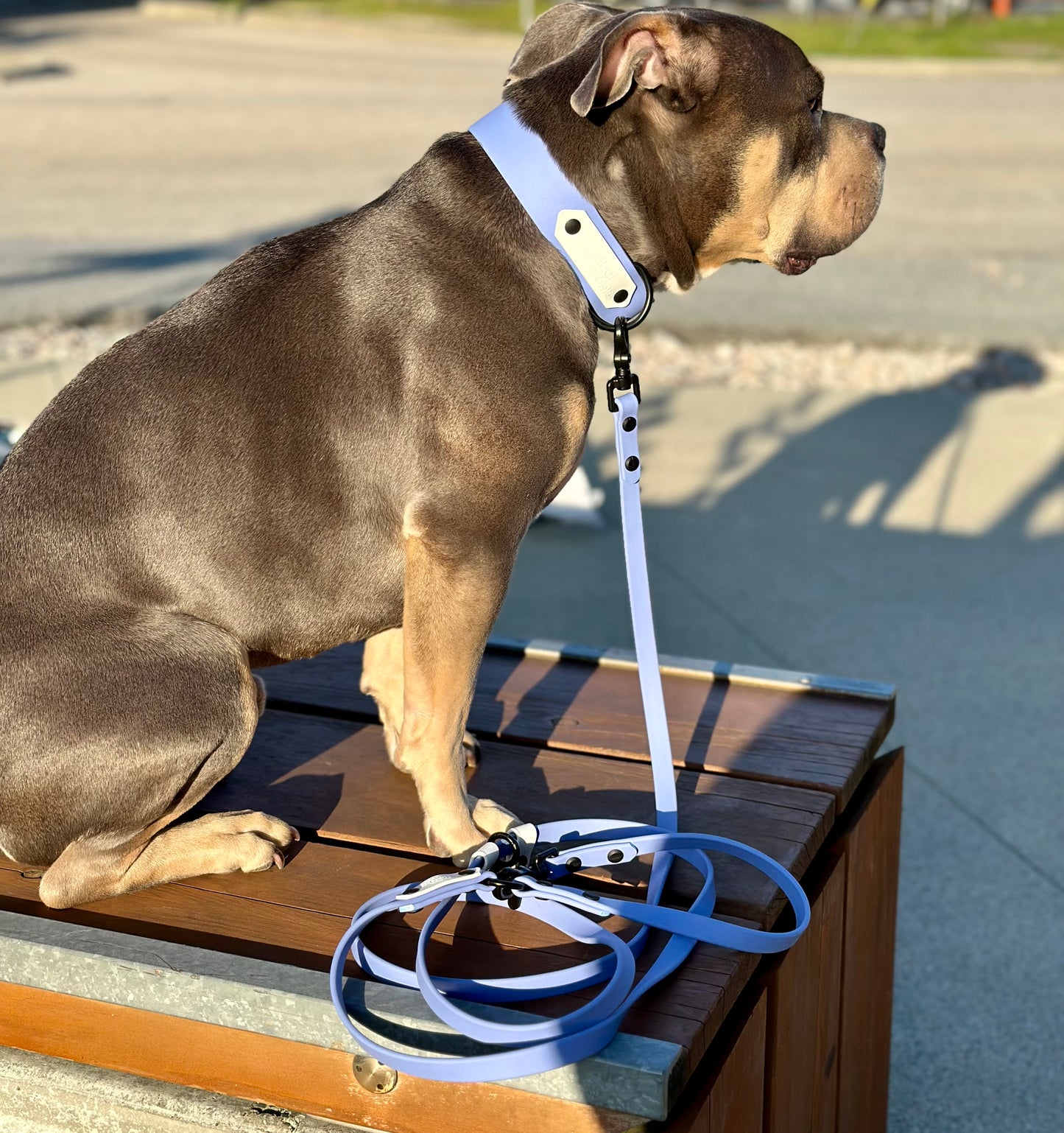 The Basic 1.5” wide - Quick Release Collar - Black hardware