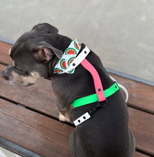 The Watermelon Harness